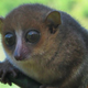 Illustration for article titled The worlds newest primate species has lovely eyes